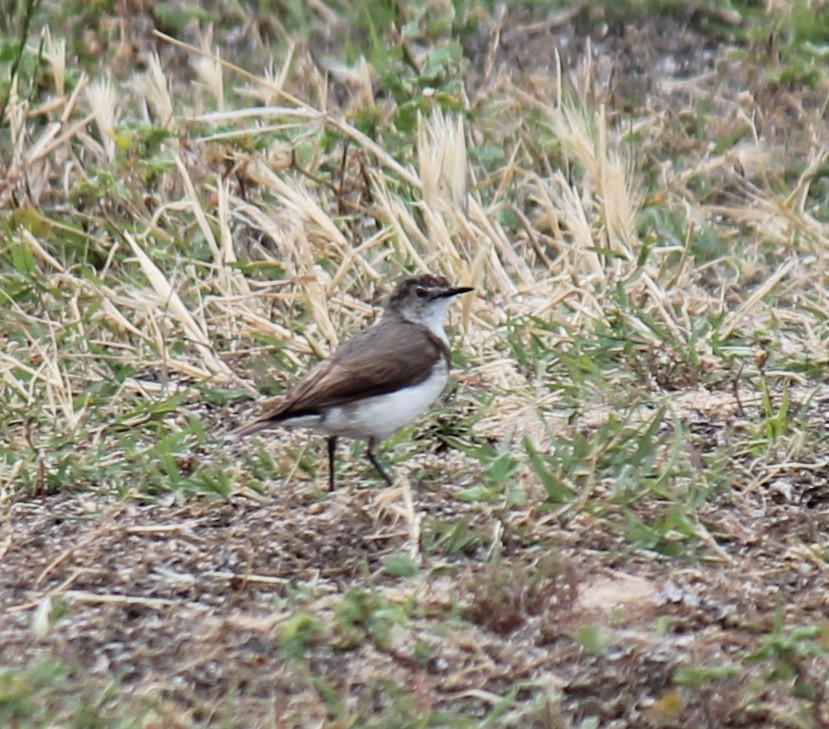White-fronted Chat - ML646431672