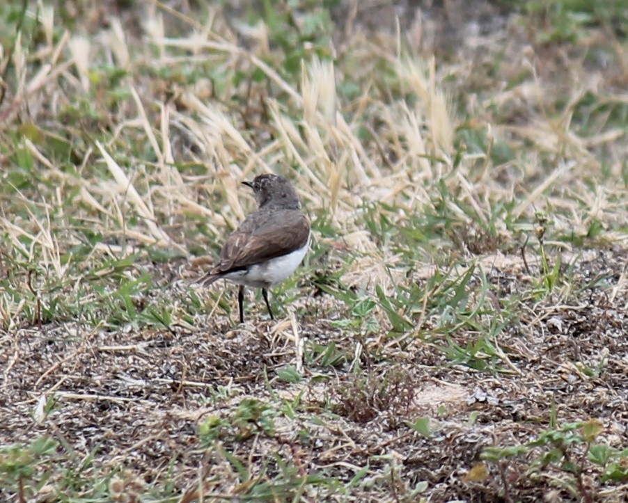 White-fronted Chat - ML646431673