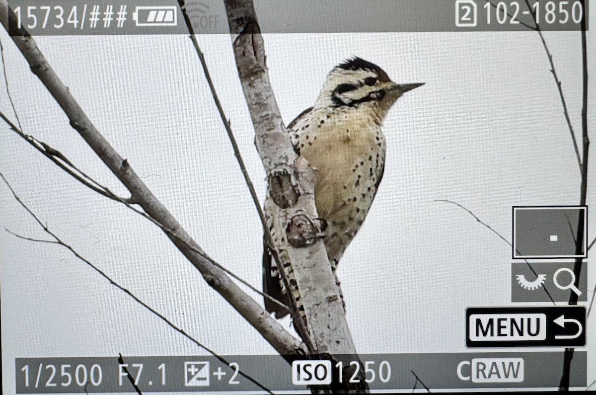Ladder-backed Woodpecker - ML646431675