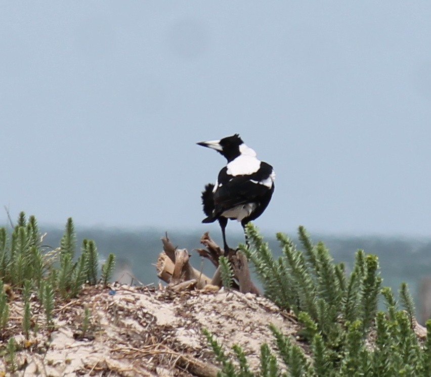 Australian Magpie - ML646431682