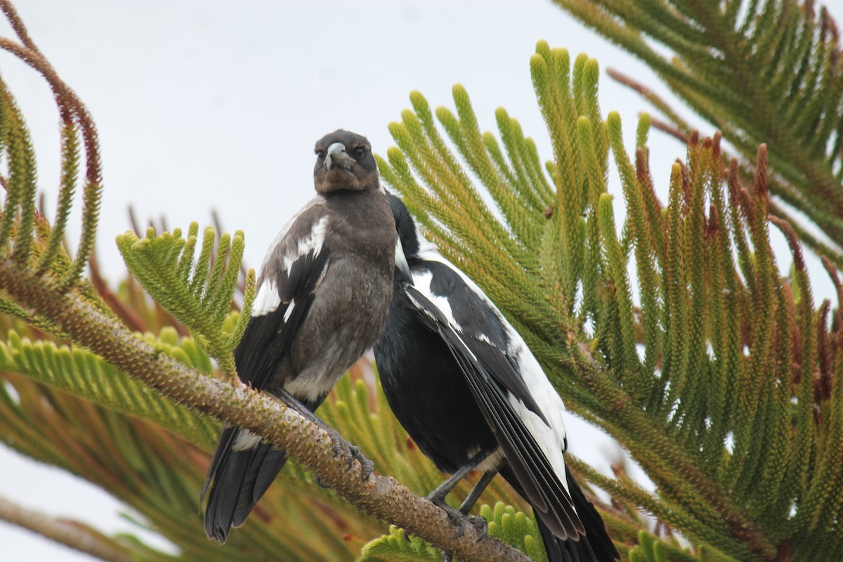 Australian Magpie - ML646431683
