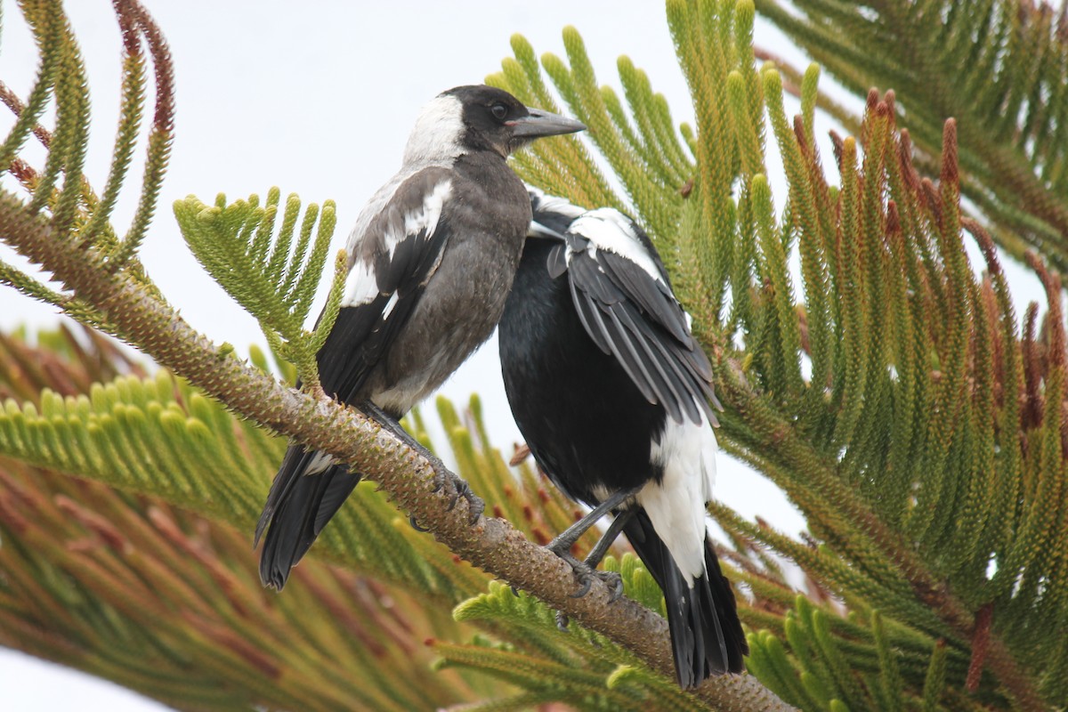 Australian Magpie - ML646431684