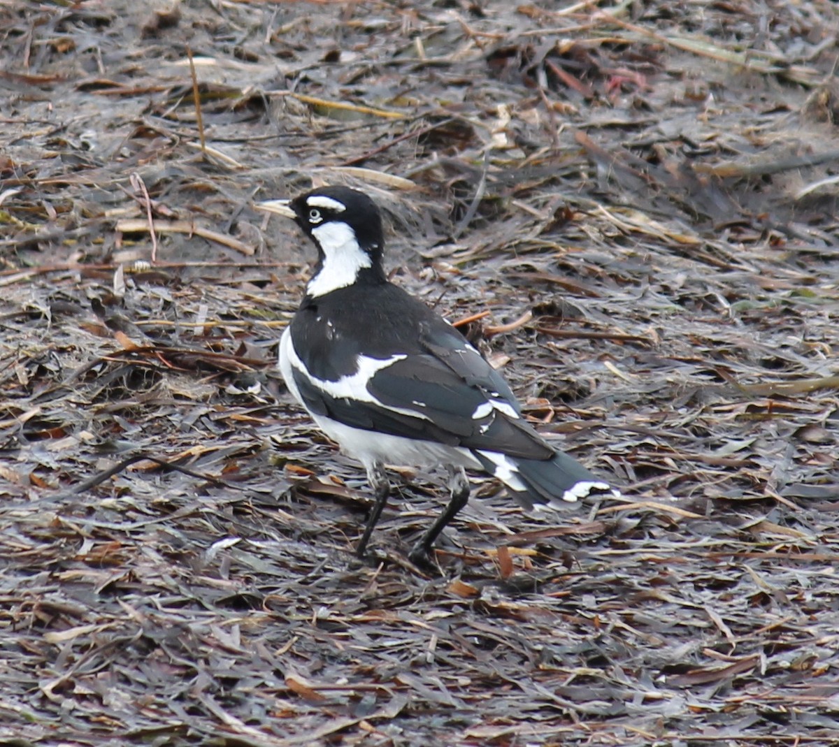 Magpie-lark - ML646431685