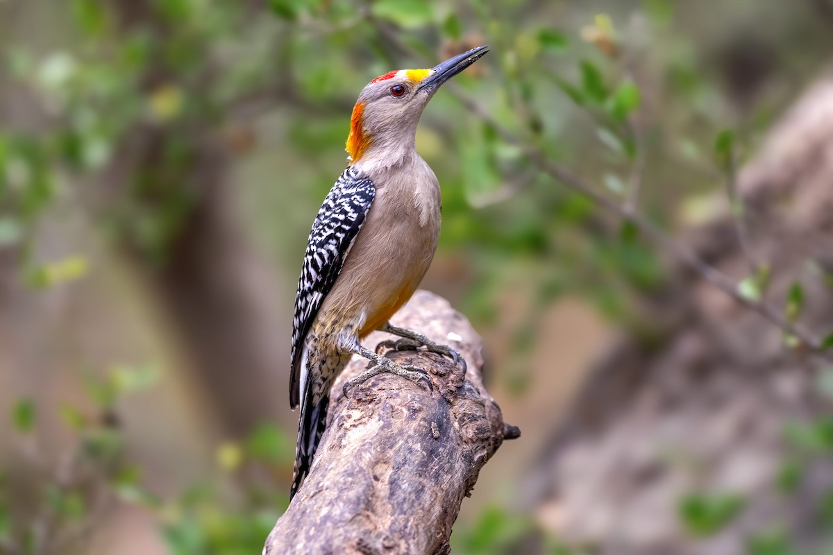 Golden-fronted Woodpecker - ML646431686