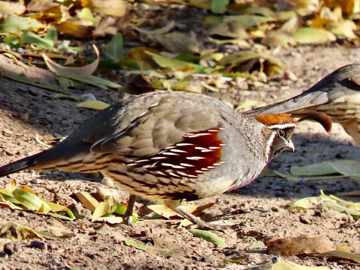 Gambel's Quail - ML646431691