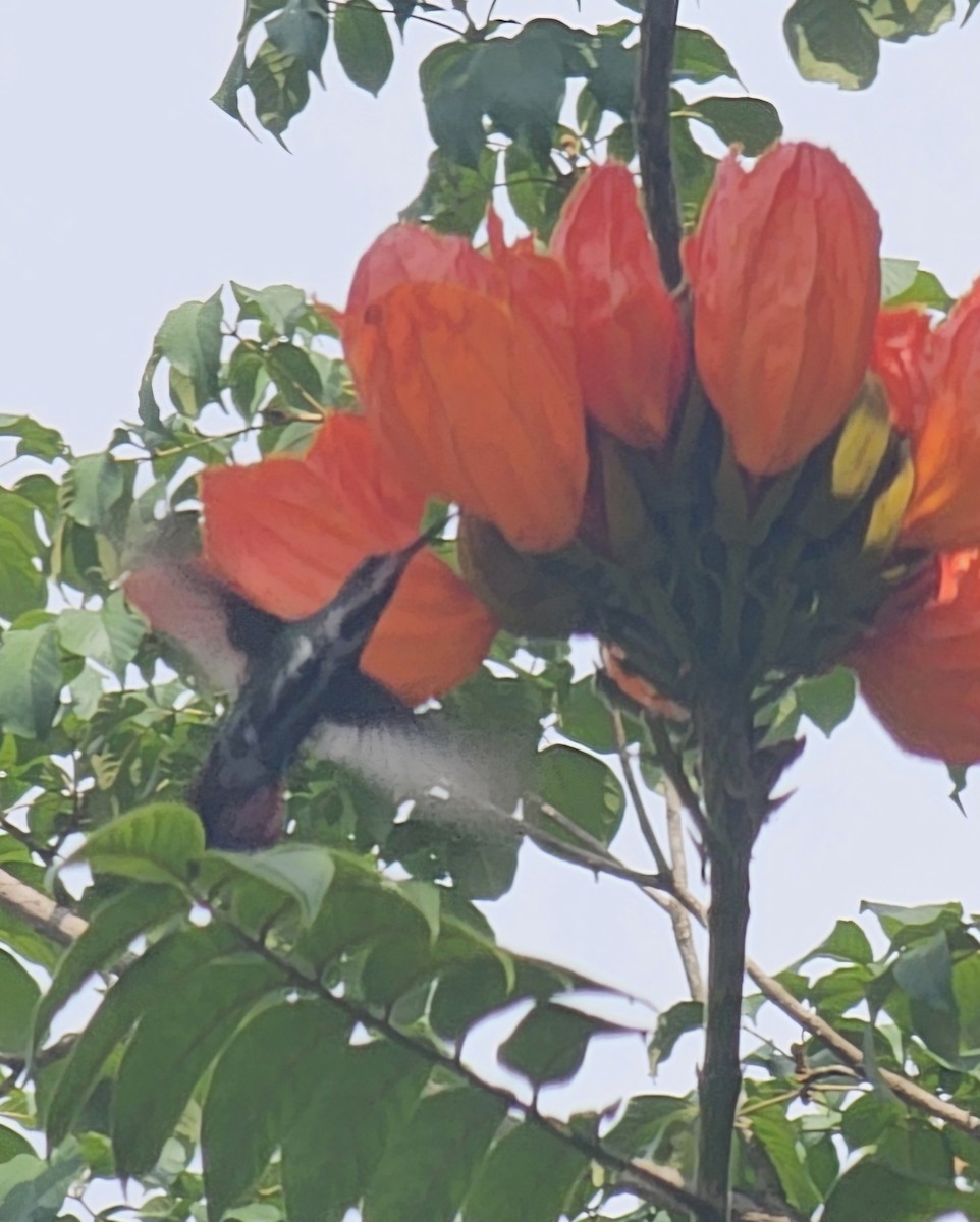 Kara Gerdanlı Mango - ML646431693