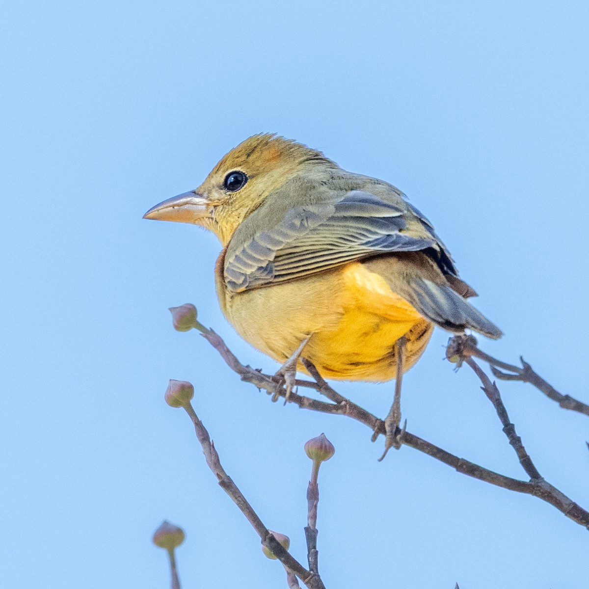Summer Tanager - ML646431697