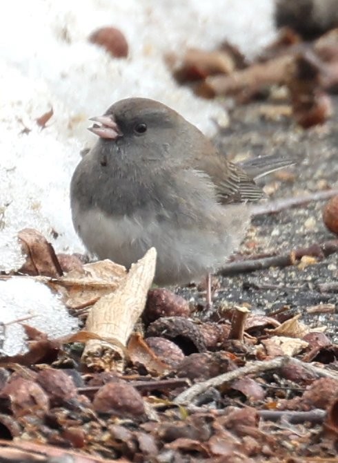 Dark-eyed Junco (Slate-colored) - ML646431698