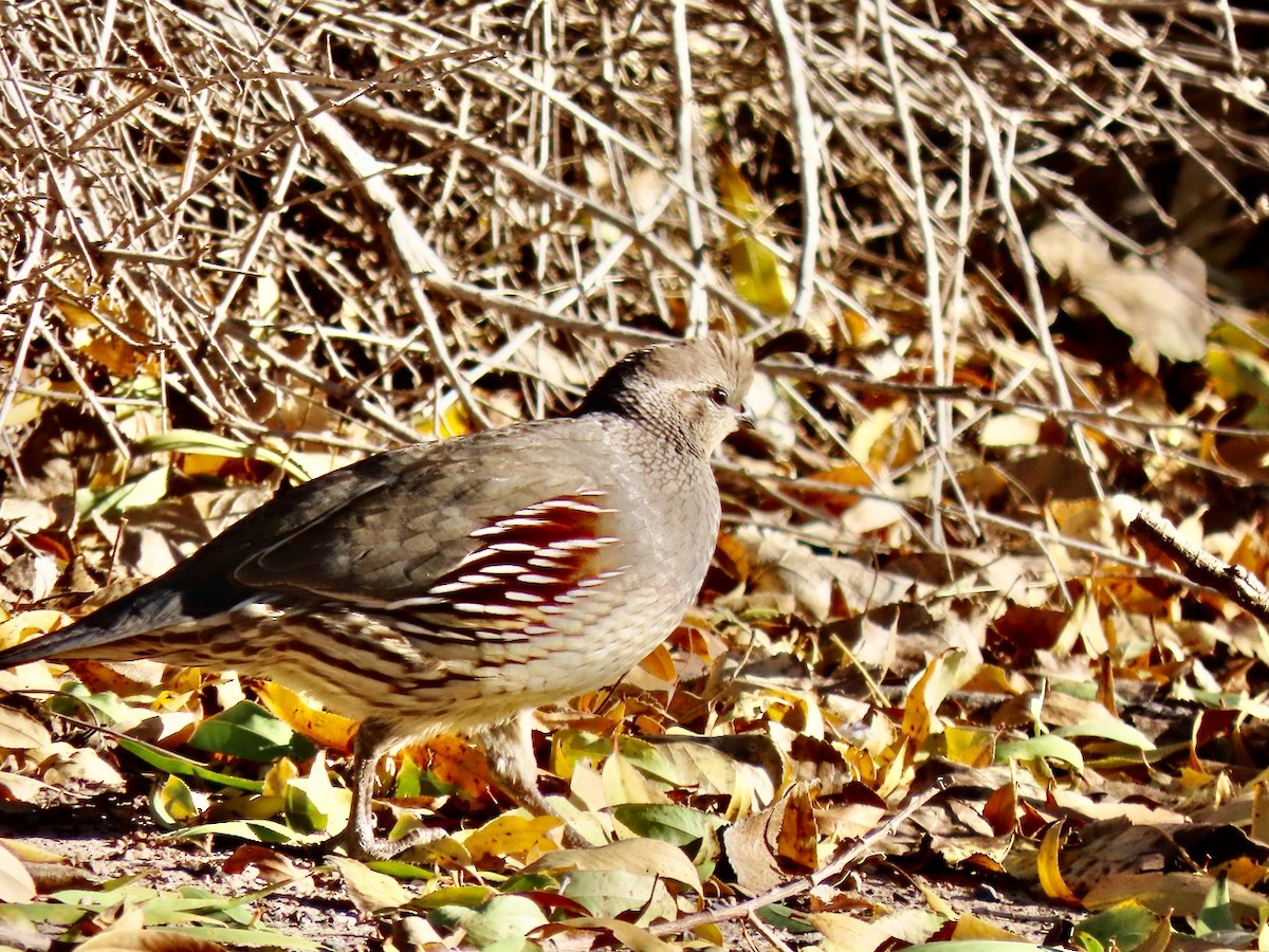 Gambel's Quail - ML646431700