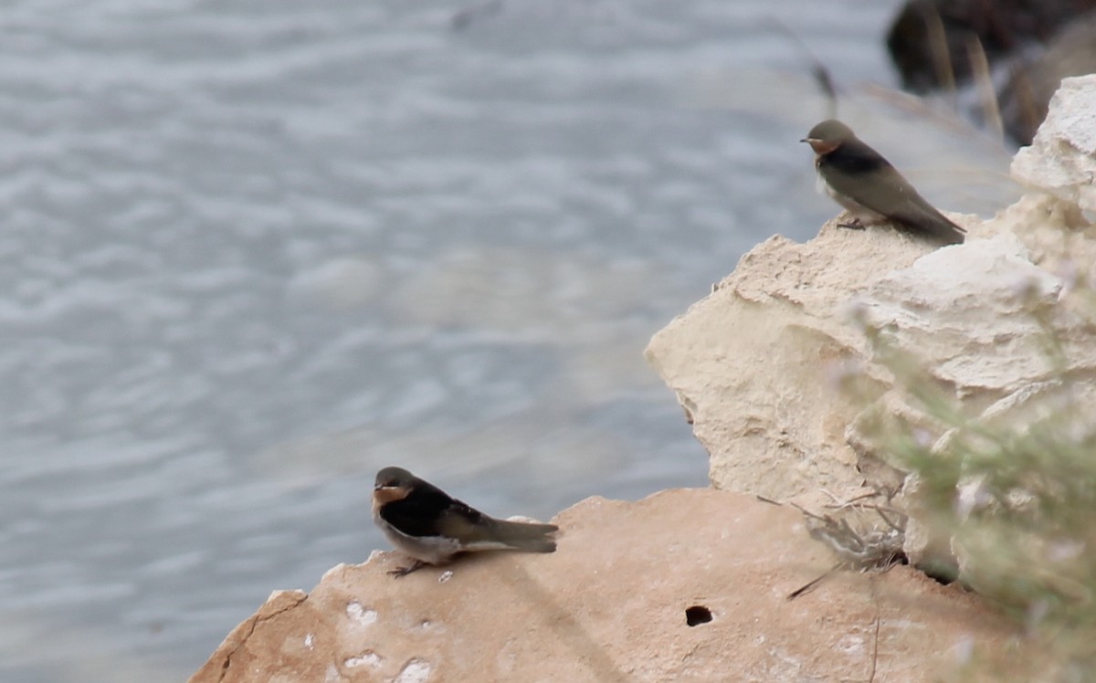 Welcome Swallow - ML646431701