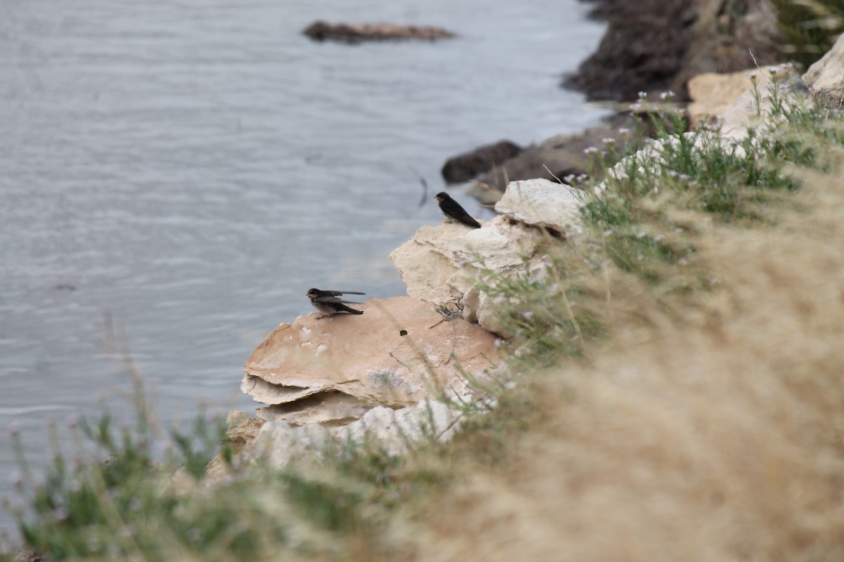 Welcome Swallow - ML646431702