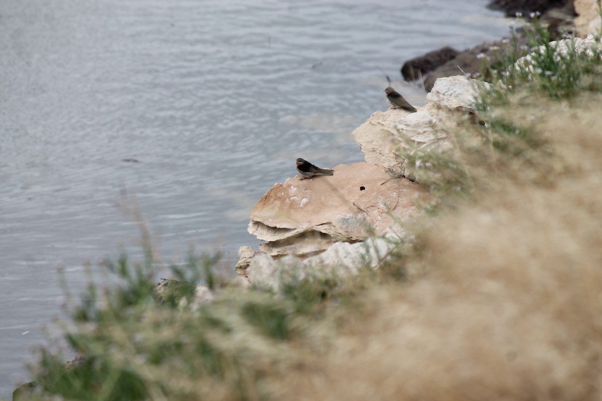 Welcome Swallow - ML646431703