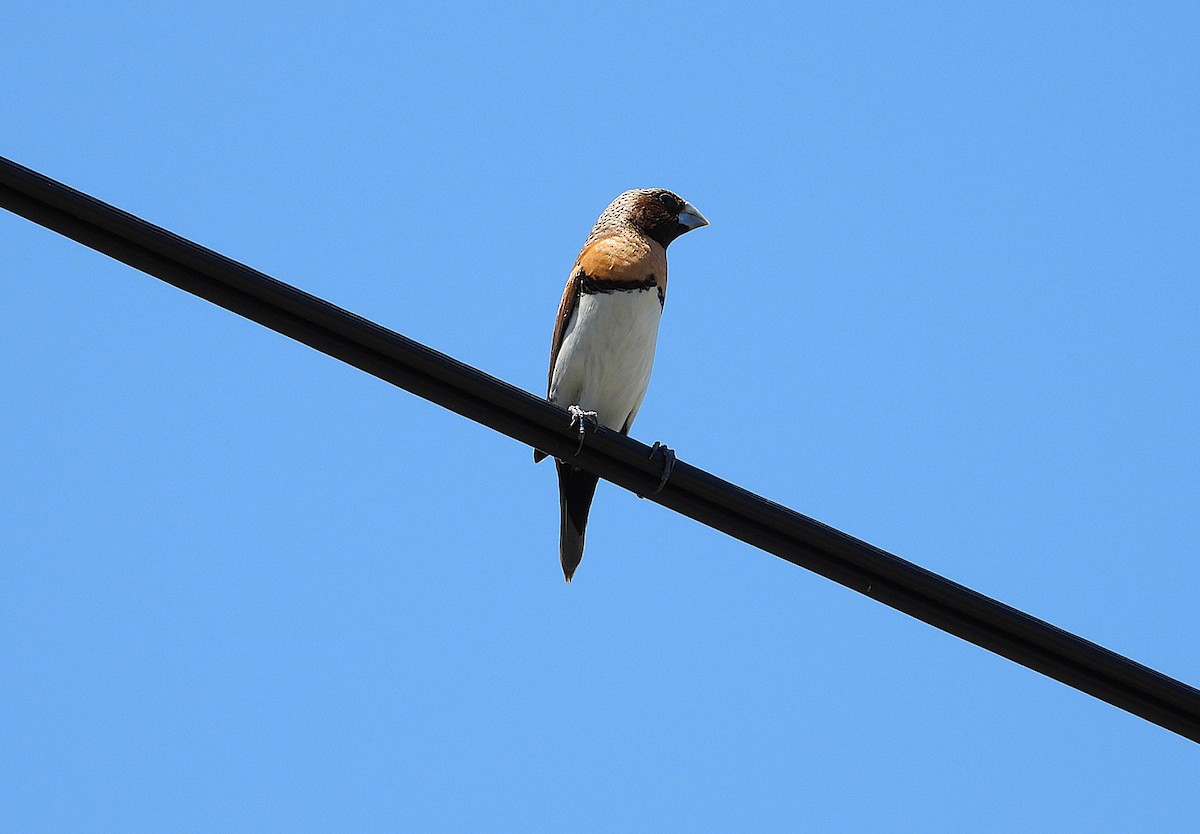 Chestnut-breasted Munia - ML646431704