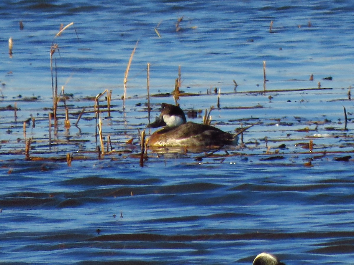 Ruddy Duck - ML646431709