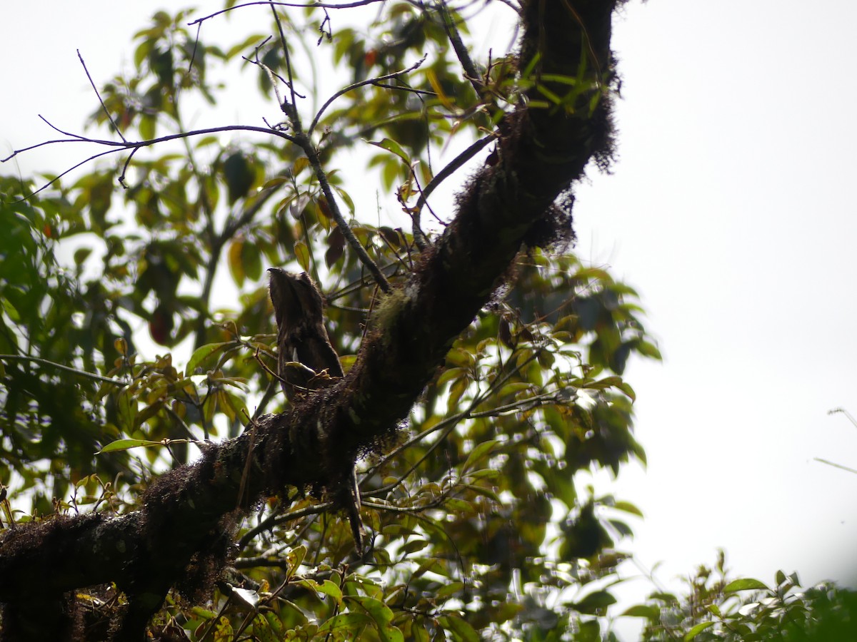Common Potoo - ML646431712