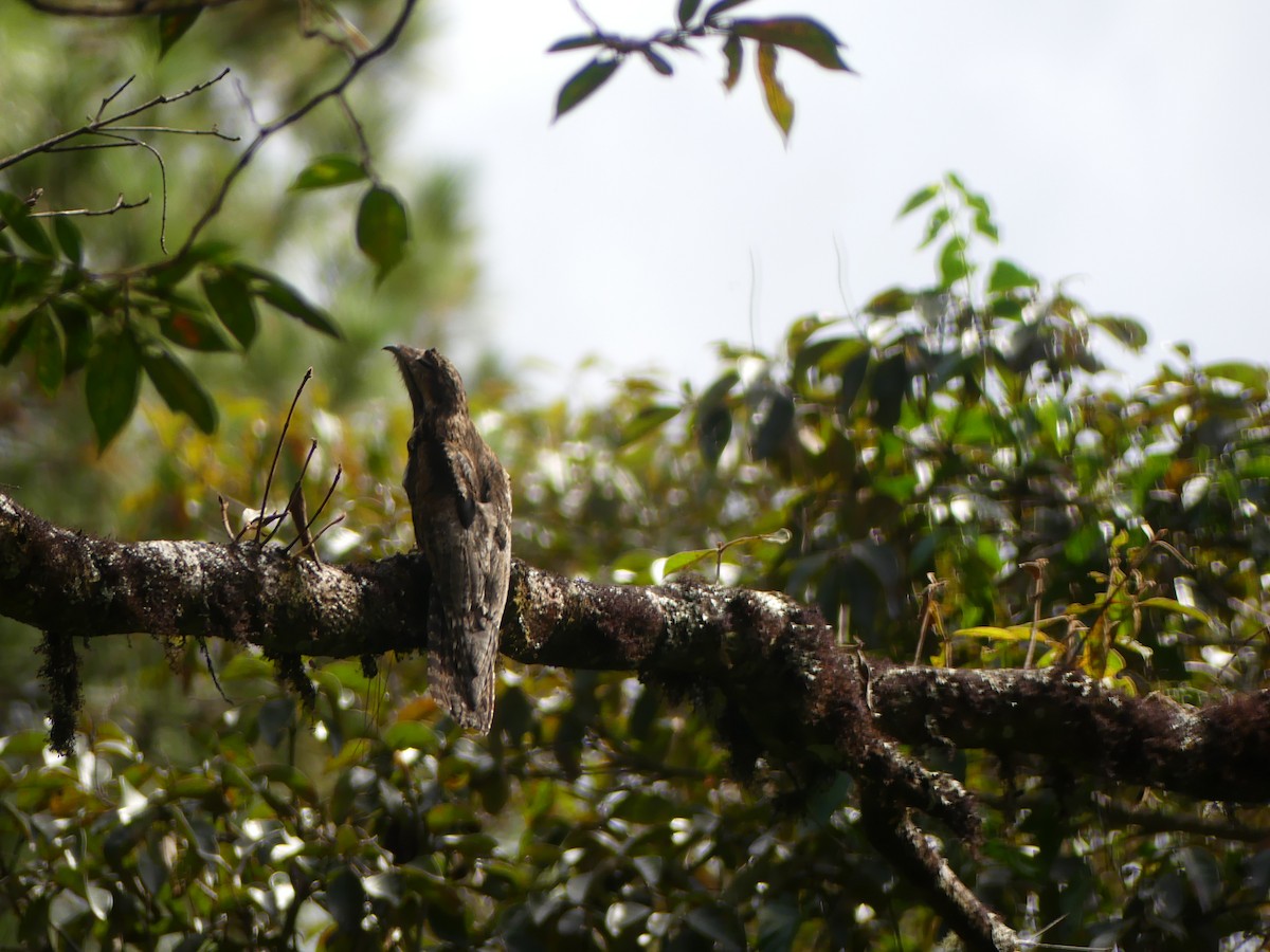 Common Potoo - ML646431715