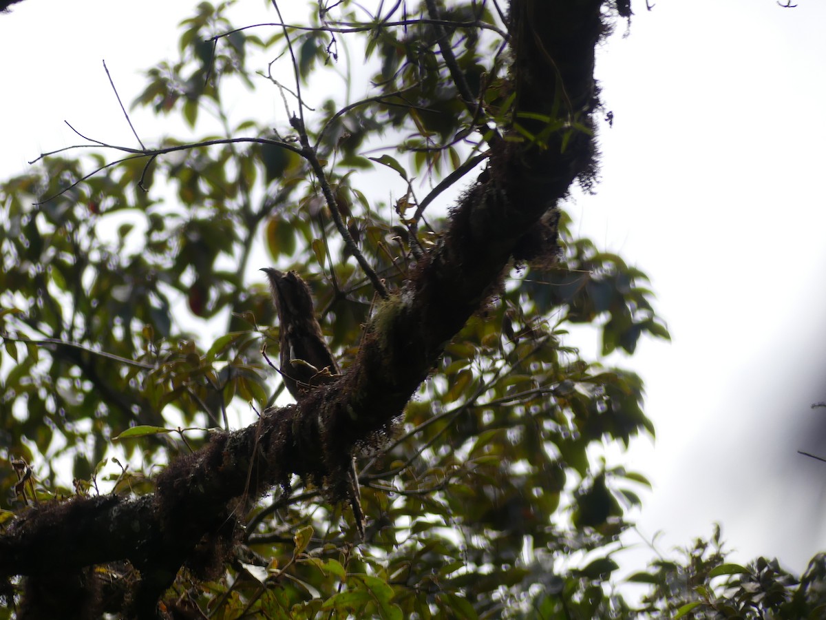 Common Potoo - ML646431716