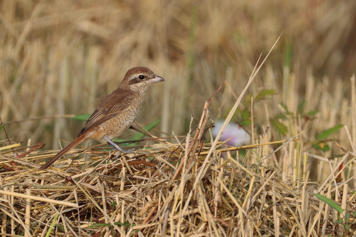 Brown Shrike (Brown) - ML646431717