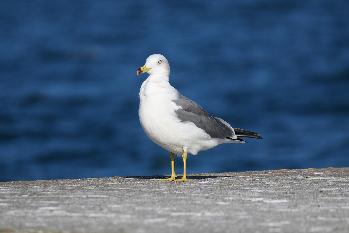 japanmåke - ML646431719