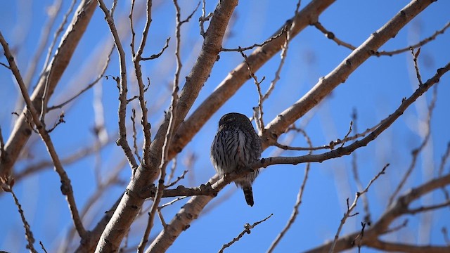 Northern Pygmy-Owl - ML646431720