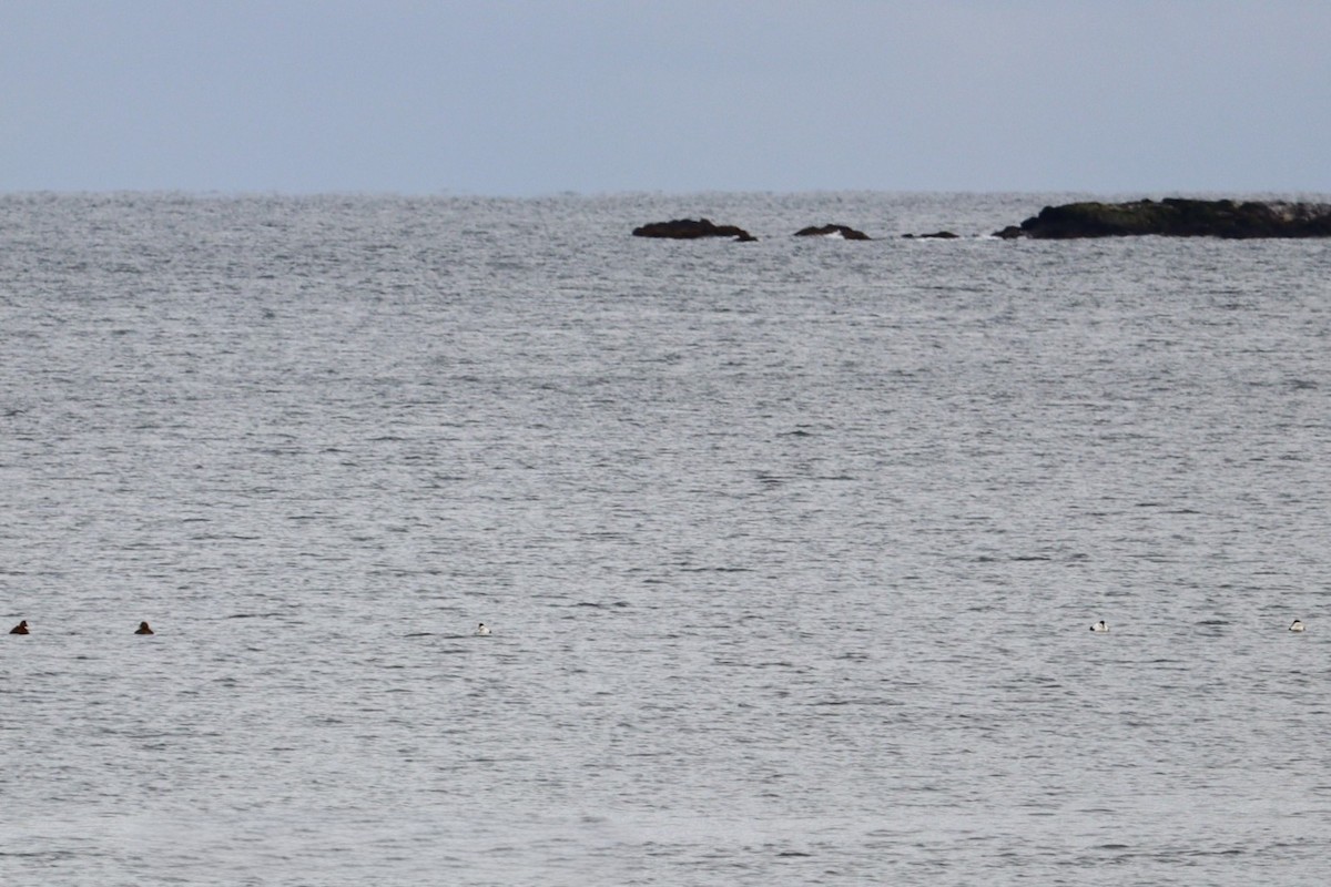 Common Eider - ML646431723