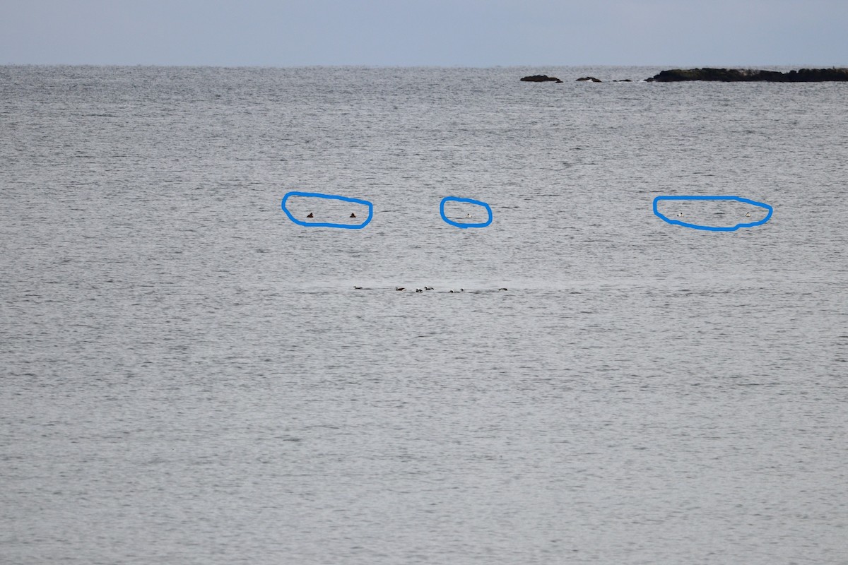 Common Eider - ML646431725