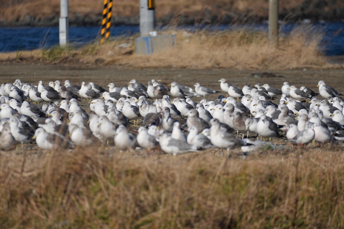 japanmåke - ML646431727