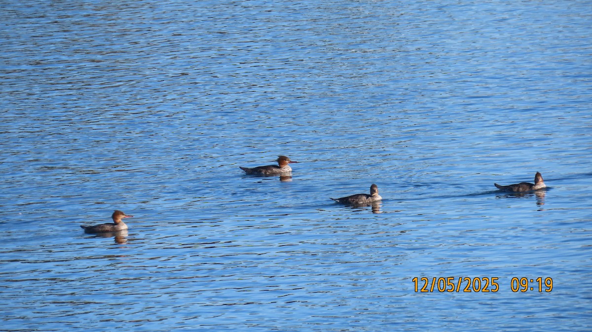 Smergo minore - ML646431728