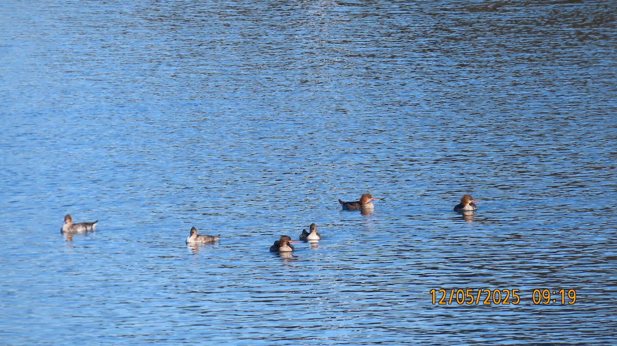 Smergo minore - ML646431729