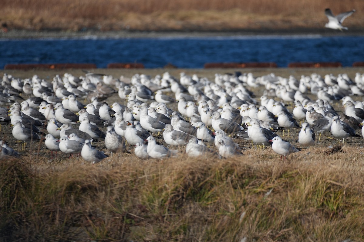 japanmåke - ML646431730