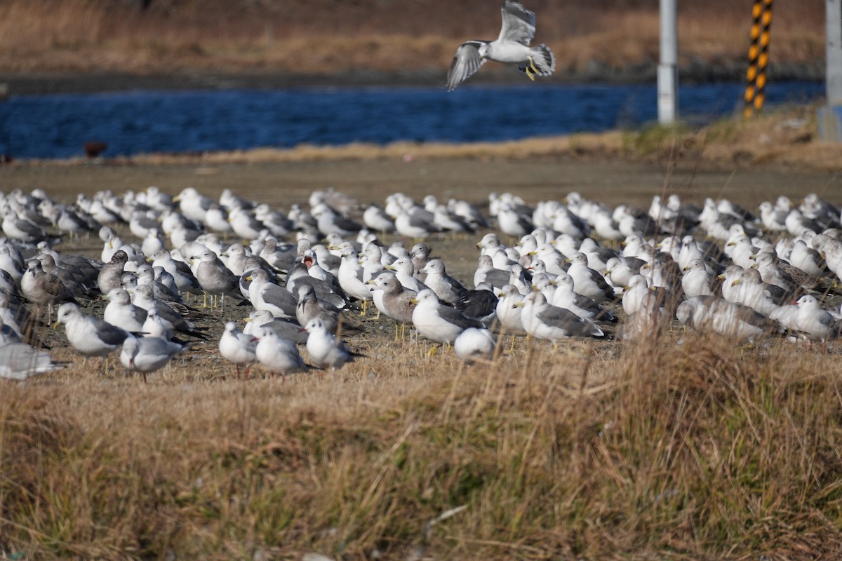 japanmåke - ML646431731