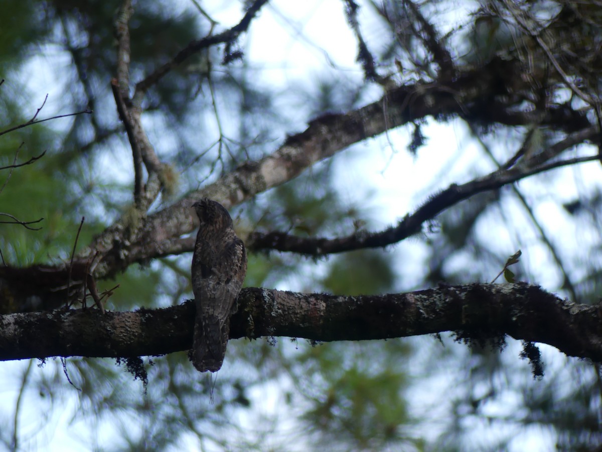 Common Potoo - ML646431732