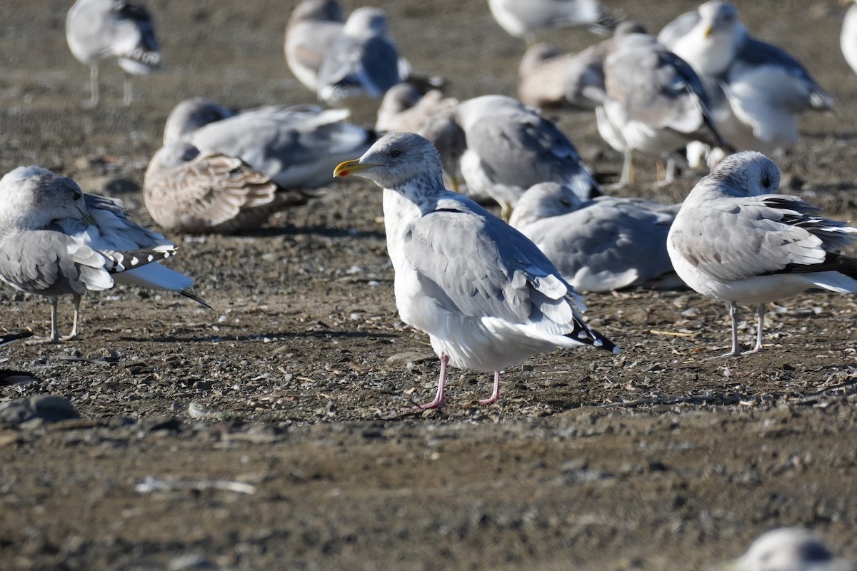 sibirmåke - ML646431733