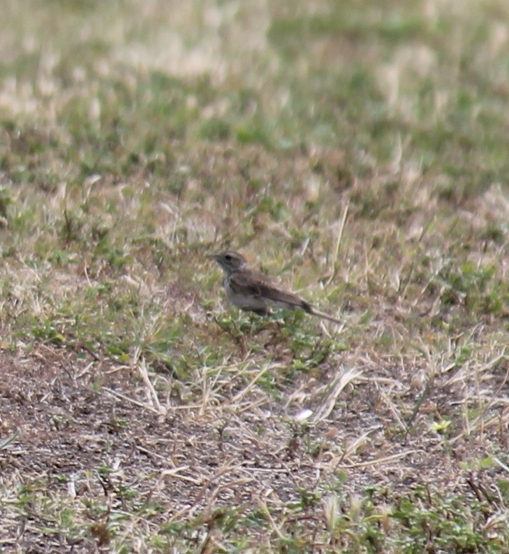Australian Pipit - ML646431736