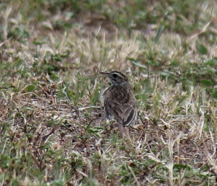 Australian Pipit - ML646431737