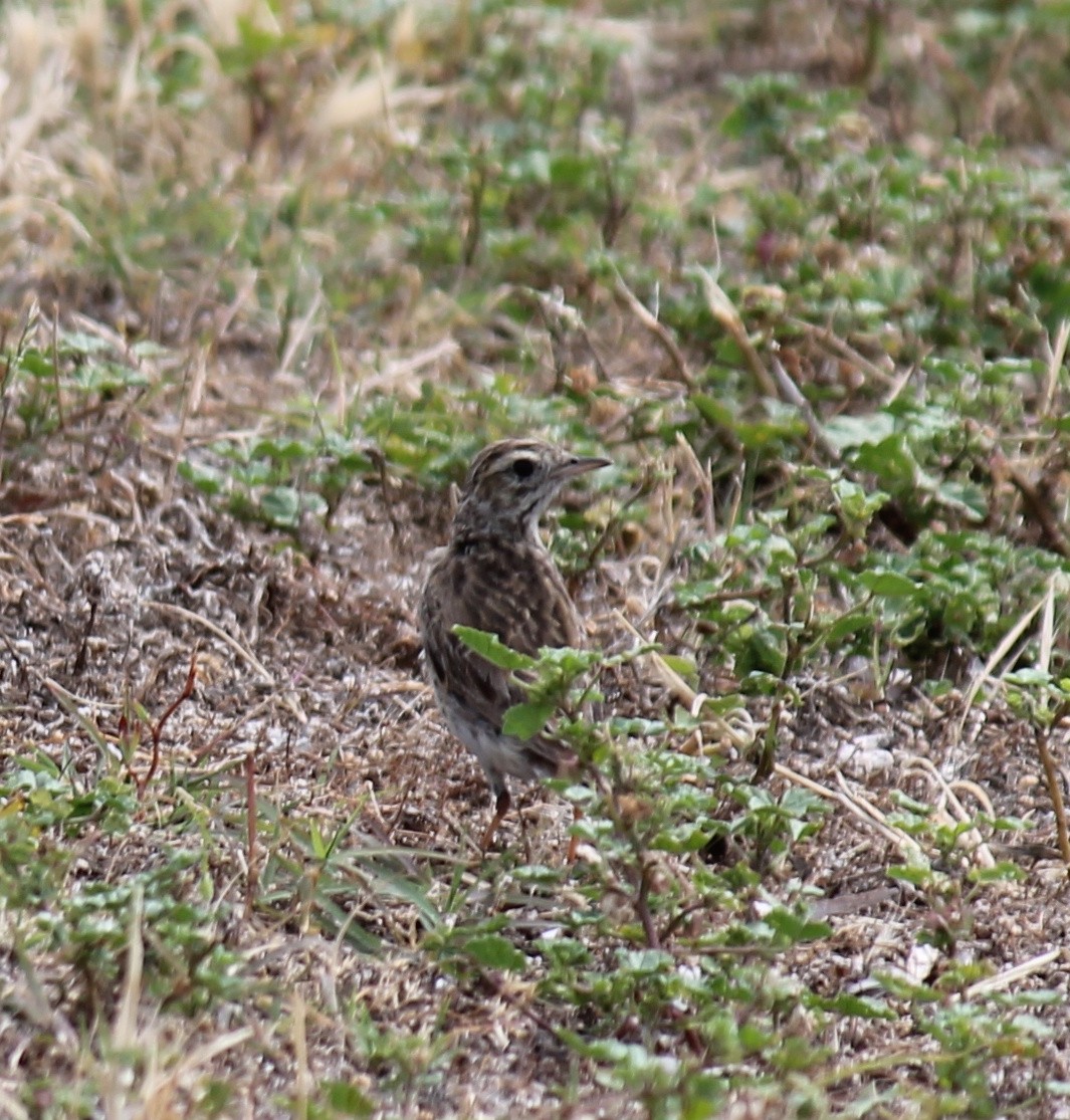 Australian Pipit - ML646431738