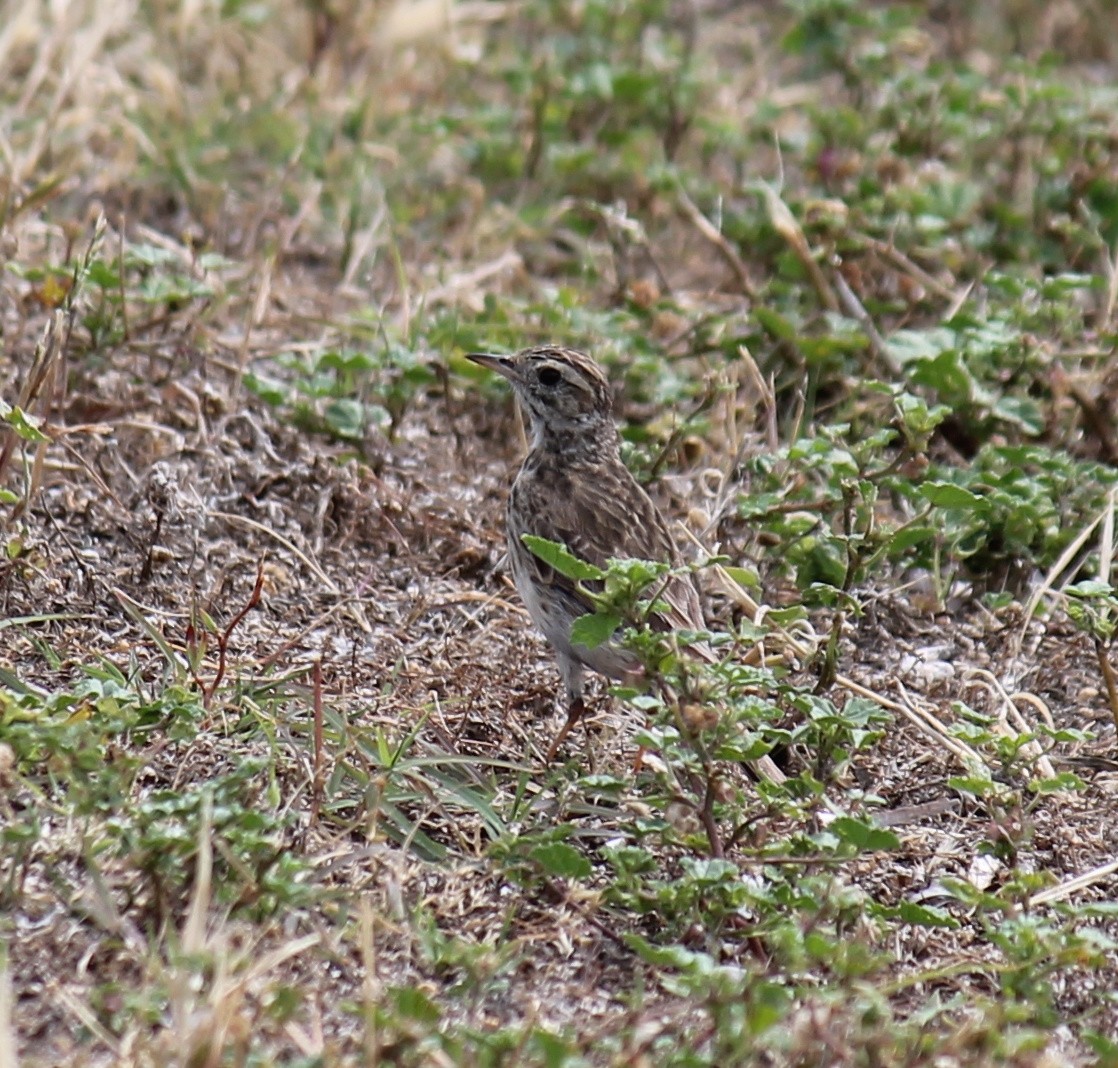 Australian Pipit - ML646431739
