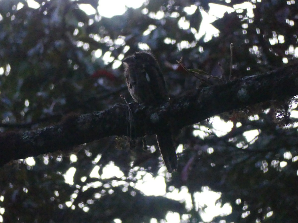 Common Potoo - ML646431740