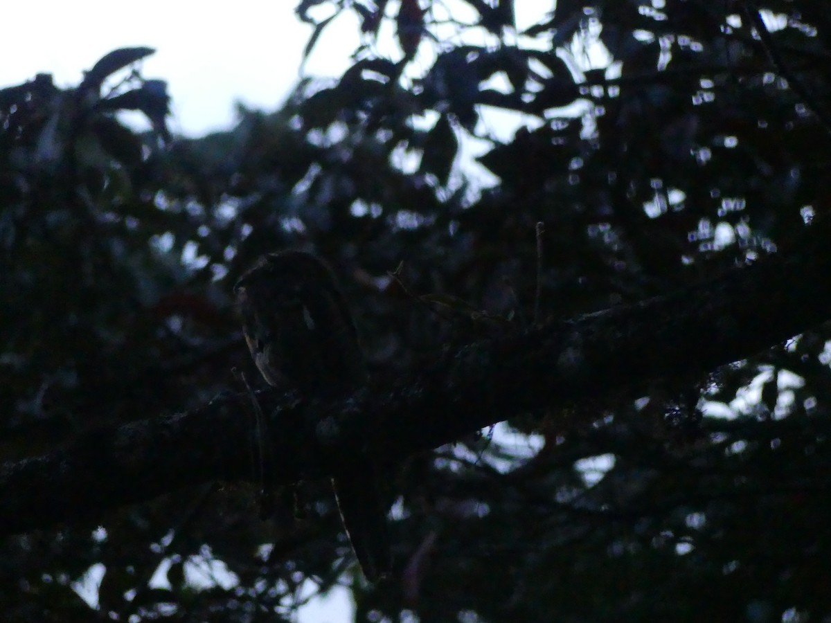 Common Potoo - ML646431741