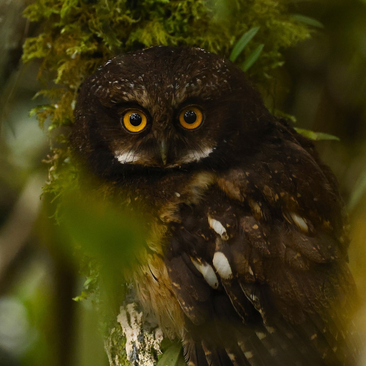 White-throated Screech-Owl - ML646431742