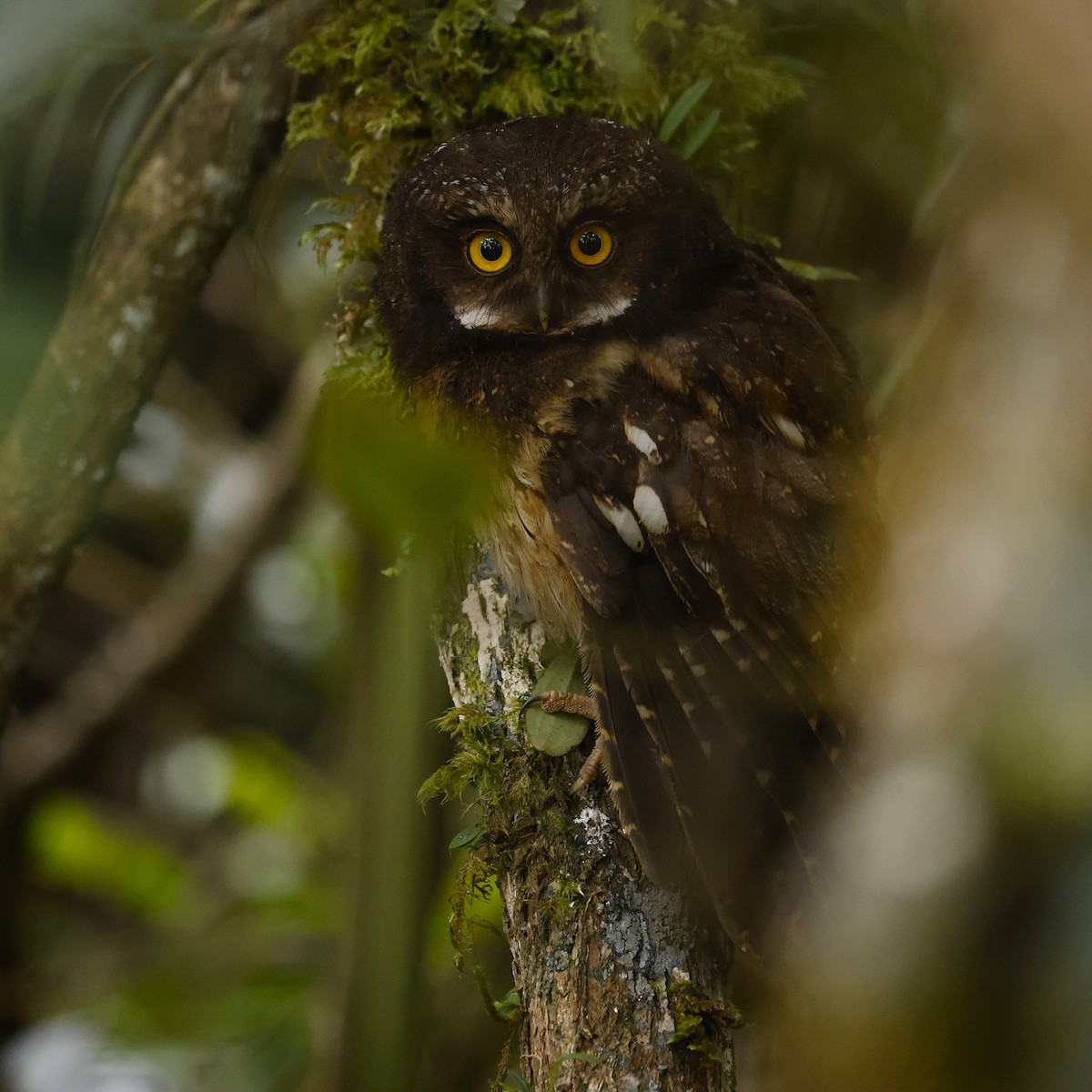 White-throated Screech-Owl - ML646431743