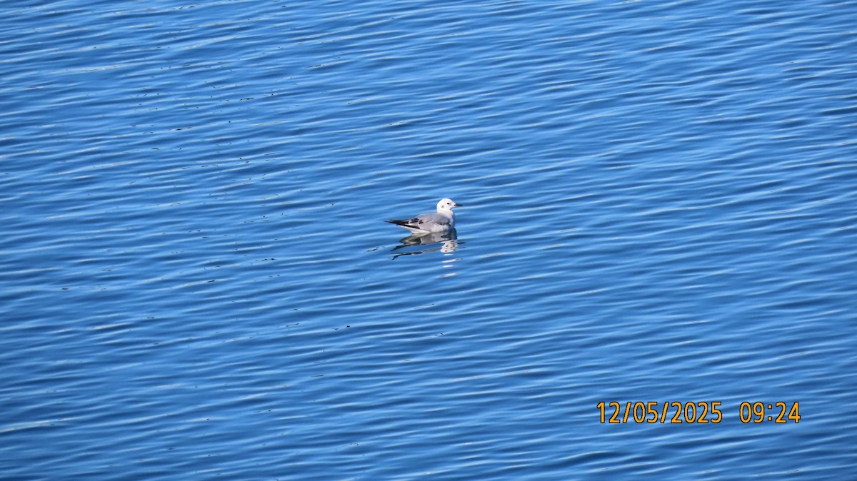 Gabbiano di Bonaparte - ML646431745