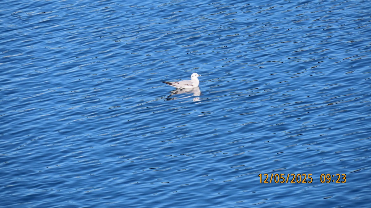 Gabbiano di Bonaparte - ML646431746