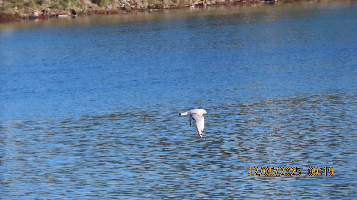 Gabbiano di Bonaparte - ML646431747