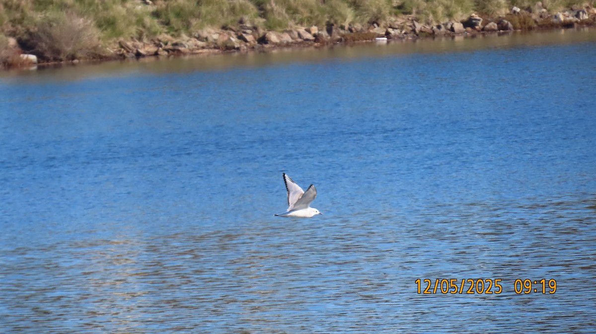 Gabbiano di Bonaparte - ML646431748