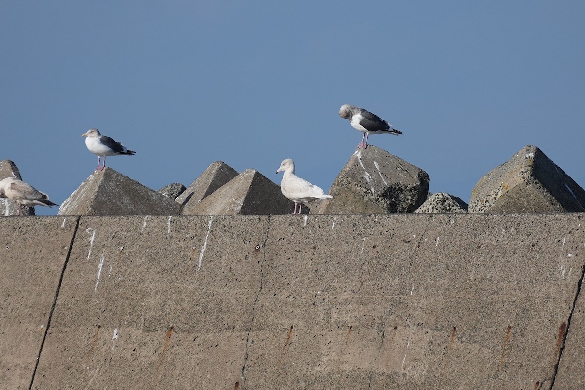 polarmåke - ML646431749