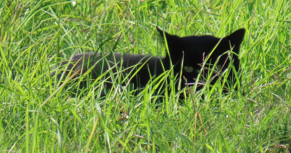 Domestic Cat - ML646431750