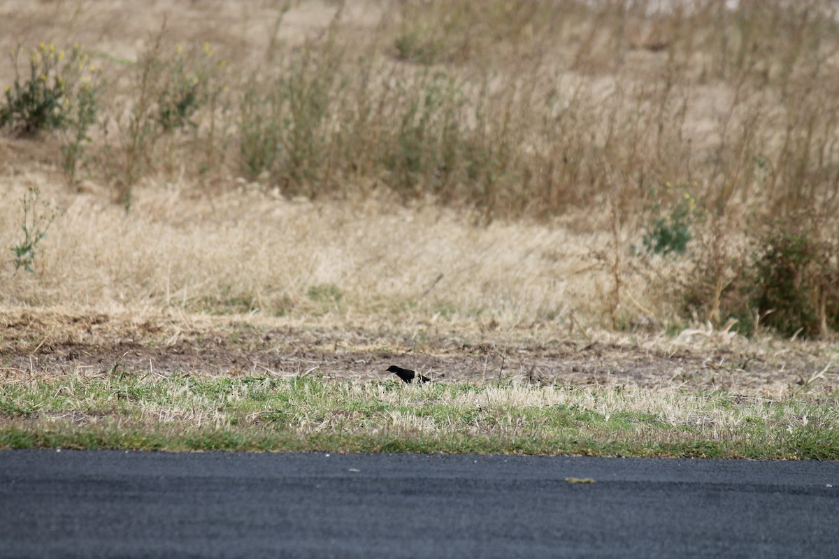 Eurasian Blackbird - ML646431751