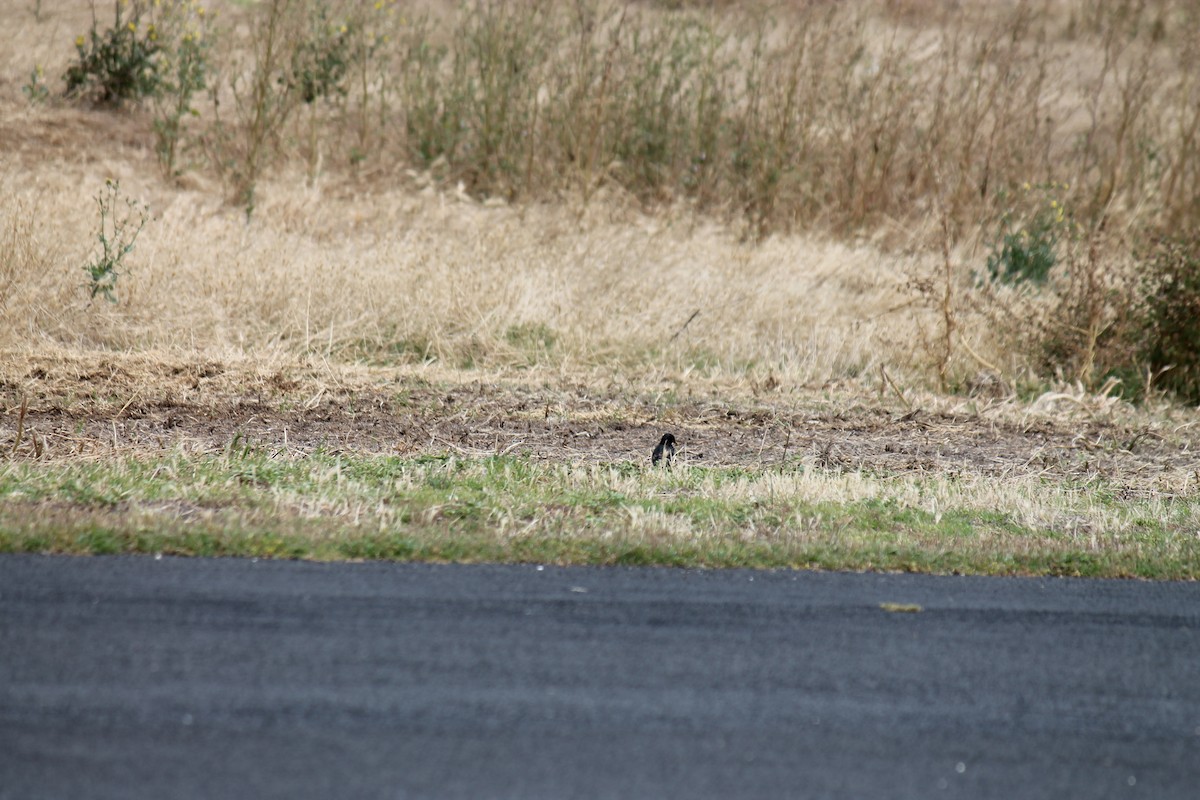 Eurasian Blackbird - ML646431752