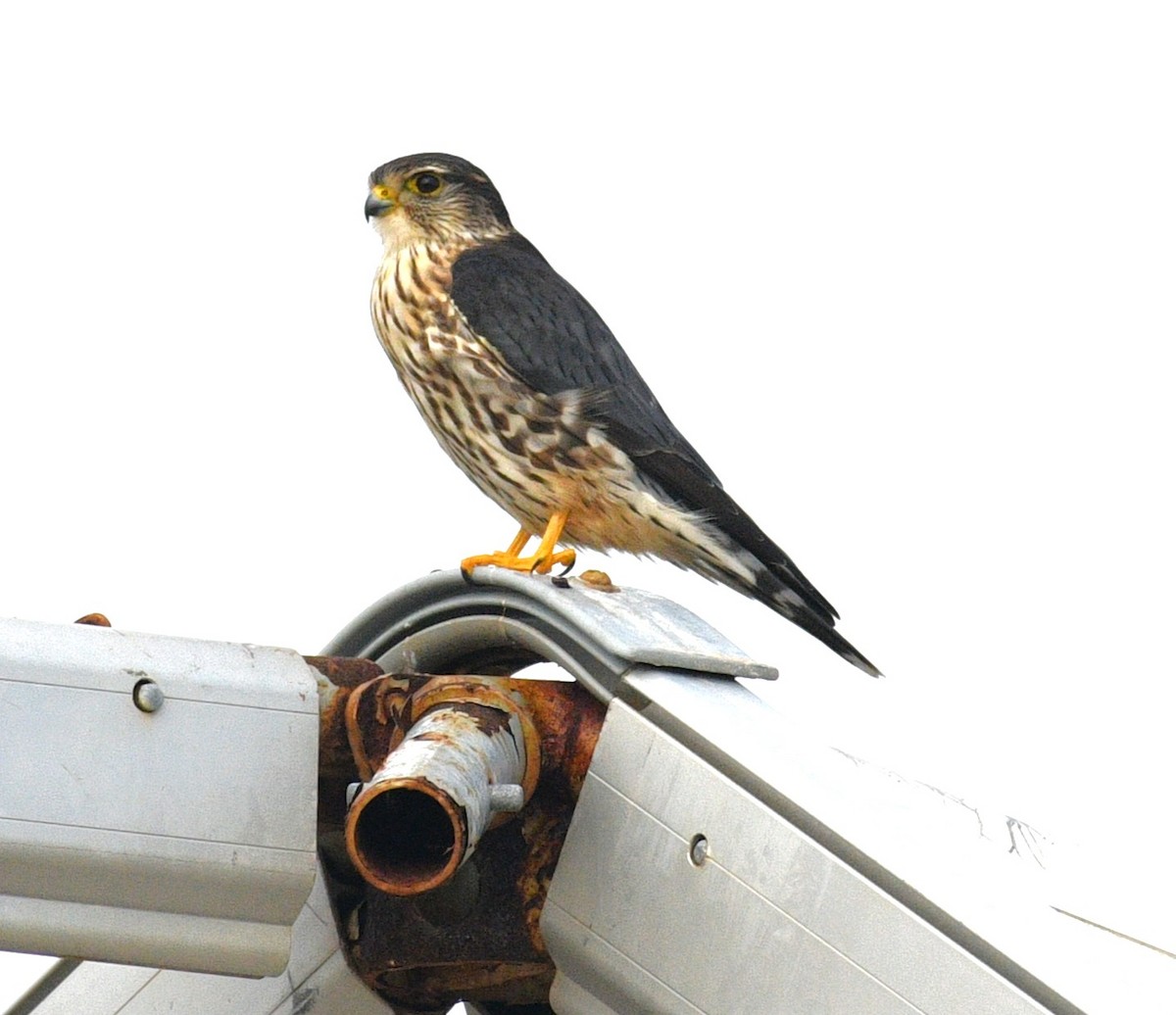 Merlin - ML646431753